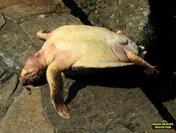 Νάξος: Νεκρή χελώνα από μαχαιριά στον λαιμό